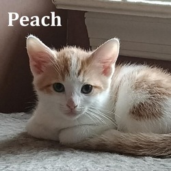 Thumbnail photo of Peach Llanos #2