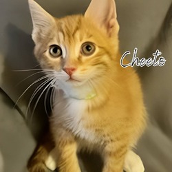 Thumbnail photo of Cheeto #1