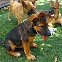 adopt a pet
