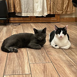bonded pet photo