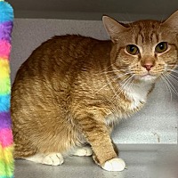 adopt a pet