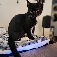 adopt a pet