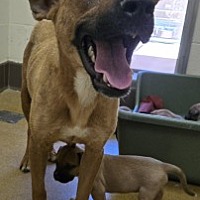 adopt a pet
