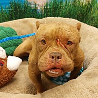 adopt a pet