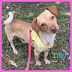 Thumbnail photo of Tilly #1