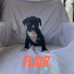 Thumbnail photo of Flair #2