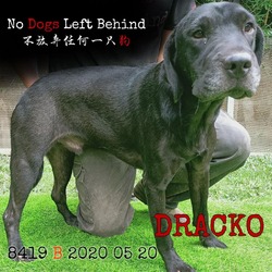 Photo of Dracko 8419
