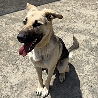 adopt a pet