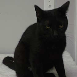 Thumbnail photo of Obsidian-ADOPTED #3