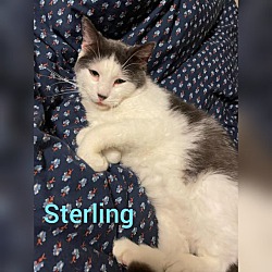Thumbnail photo of Sterling #4