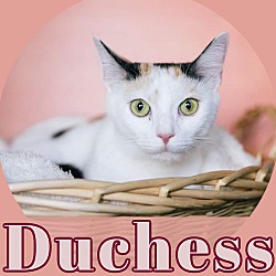 Photo of Duchess