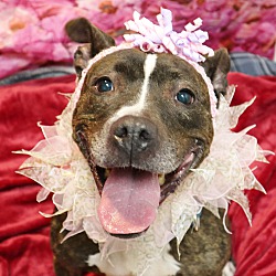Thumbnail photo of Ladybelle- Foster or Adopt #4