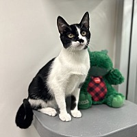 adopt a pet