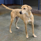 Adopt A Pet :: Gamora - Versailles, KY