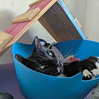 adopt a pet