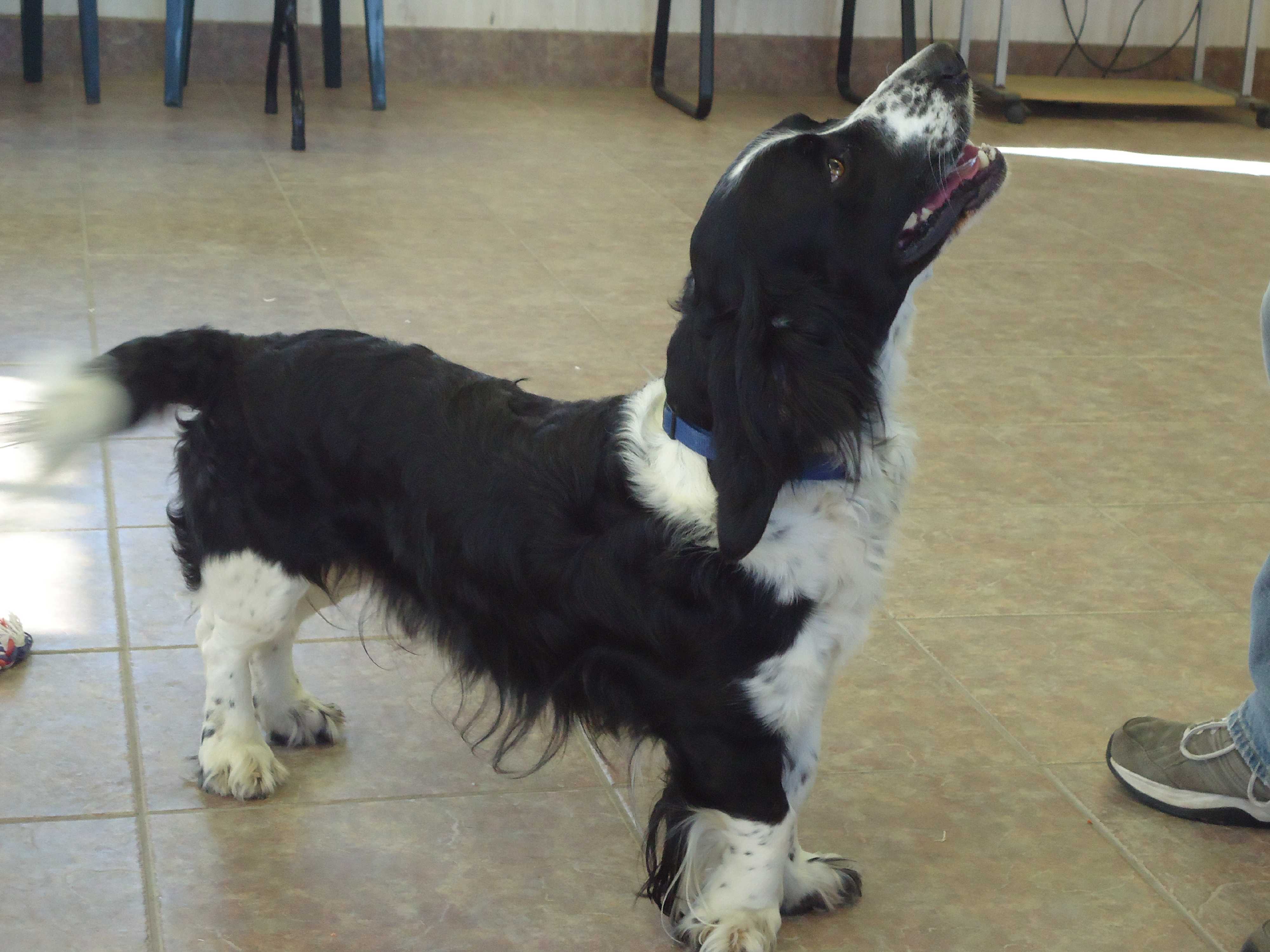 english springer spaniel mix
