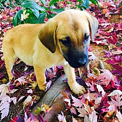 Thumbnail photo of Cedar-Nature Pup #3