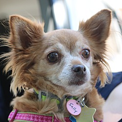 Thumbnail photo of Sally: adoption pending #1