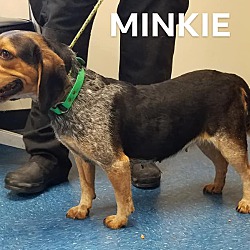 Photo of Minkie