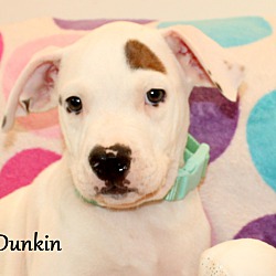 Thumbnail photo of Dunkin ~ meet me! #1