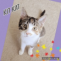 Thumbnail photo of Kit Kat #1