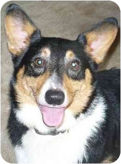 Chapel Hill Nc Pembroke Welsh Corgi Meet Cody A Pet For Adoption