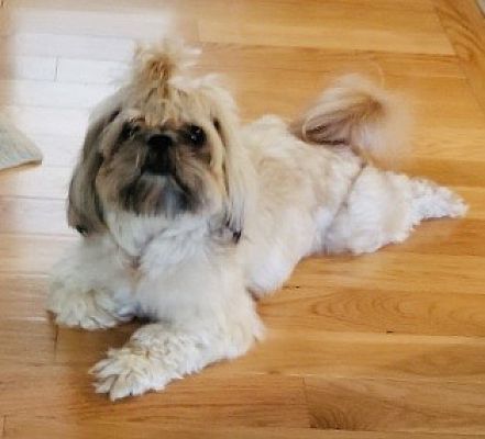 Portsmouth Nh Shih Tzu Meet Ghilli A Pet For Adoption