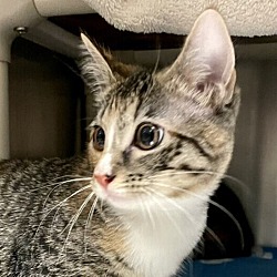 vancouver washington craigslist pets