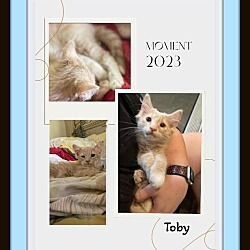 Thumbnail photo of June Buy & Toby Lap Kittens! #3