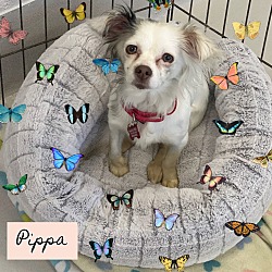 Photo of Pippa