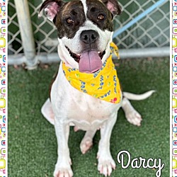 Photo of DARCY - see video