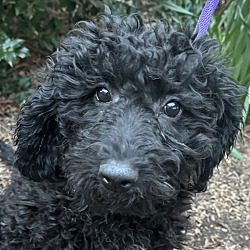 Photo of Moyen Monica MOYEN POODLE