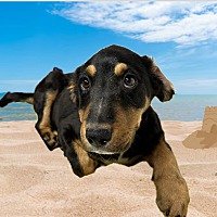 adopt a pet