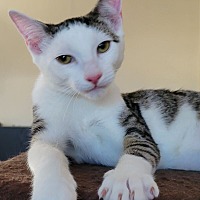 adopt a pet