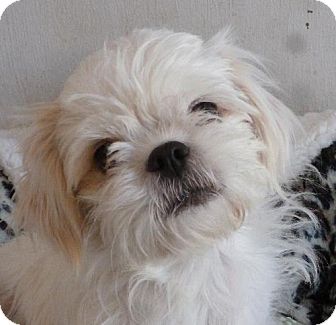 shih tzu rescue new mexico