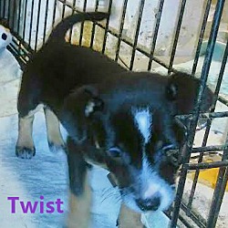 Thumbnail photo of Twist #1