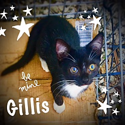 Thumbnail photo of Gillis #2