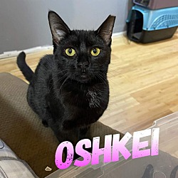 Photo of Oshkei
