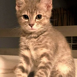 Thumbnail photo of Azalea Kitten #2