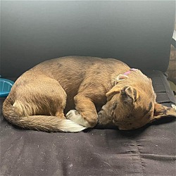 charming pet rescue iowa