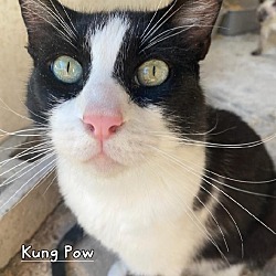 Photo of Kung Fu Panda