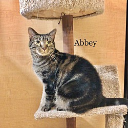 Thumbnail photo of Abbey #2