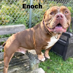 Thumbnail photo of Enoch 230785 #2