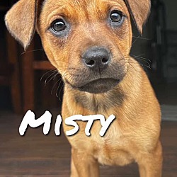 Photo of Misty