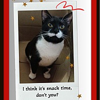 adopt a pet