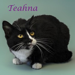 Thumbnail photo of Teahna C24-230 #4