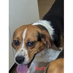 Thumbnail photo of Burt #2