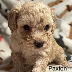 Thumbnail photo of Paxton #1