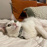 adopt a pet