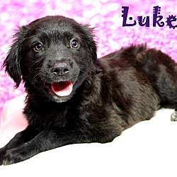 Thumbnail photo of Luke~adopted! #1